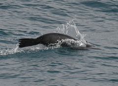 Arctocephalus gazella