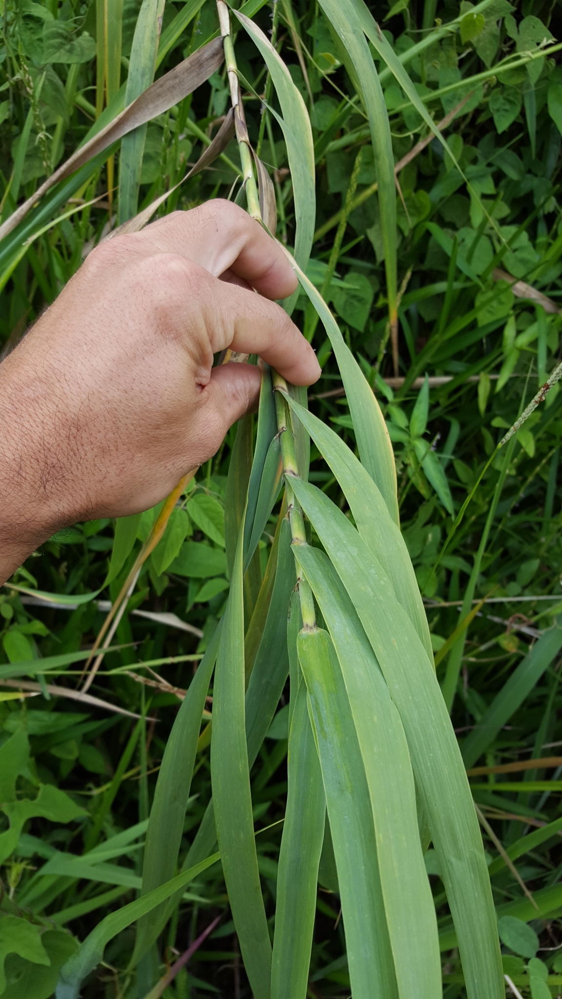 (c) François Rousseu, certains droits réservés (CC BY-NC) https://www.inaturalist.org/observations/145106134