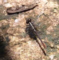 Erythrodiplax amazonica