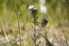 Carlina vulgaris