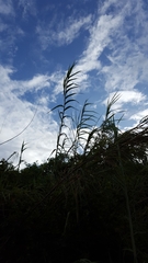 Phragmites mauritianus