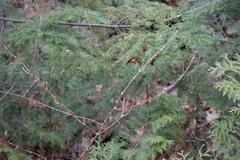 Cornus alternifolia