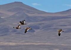 Lophonetta specularioides