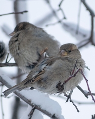 Passer domesticus