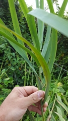 Phragmites mauritianus