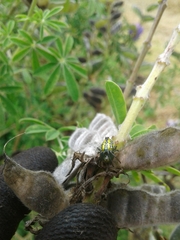 Alpaida variabilis