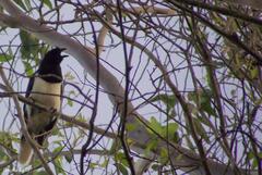 Cyanocorax cristatellus