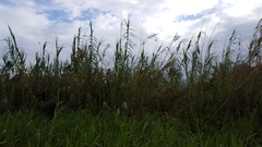 Phragmites mauritianus