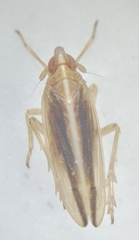 Stenocranus