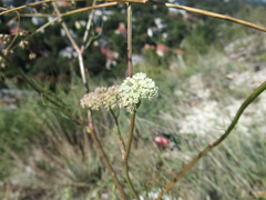 Apiales