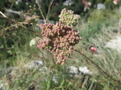 Apiales