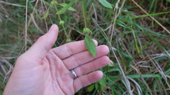 Chaiturus marrubiastrum