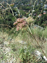 Apiales