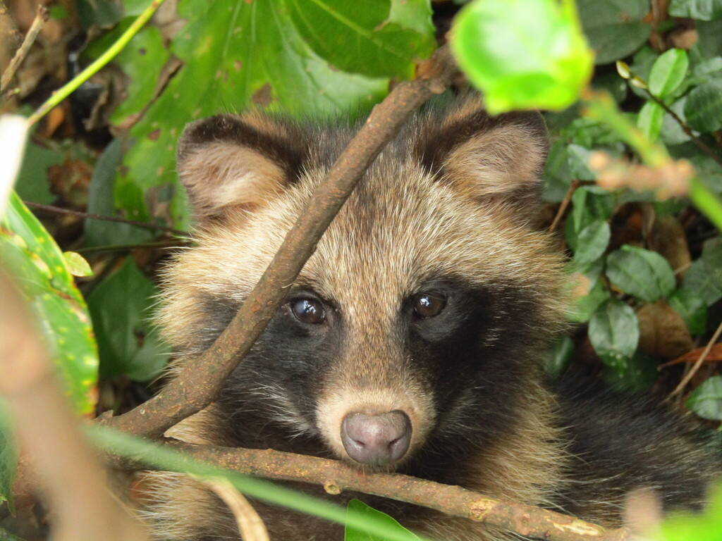 Raccoon Dog