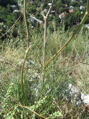 Apiales