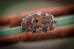Protaetia fusca