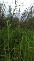 Phragmites mauritianus