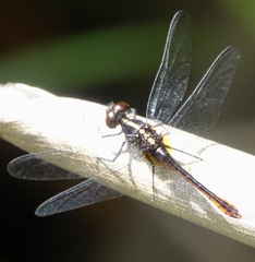Erythrodiplax amazonica