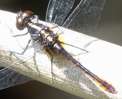 Erythrodiplax amazonica