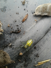 Alpaida variabilis