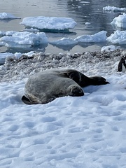 Leptonychotes weddellii