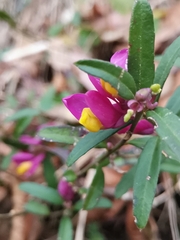 Polygaloides chamaebuxus