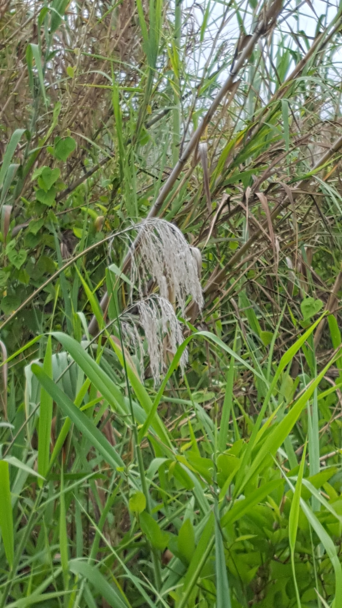 (c) François Rousseu, certains droits réservés (CC BY-NC) https://www.inaturalist.org/observations/145106134