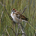 Lark Sparrow - Photo (c) Blake Matheson, some rights reserved (CC BY-NC)