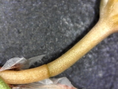 Chlorophytum namaquense