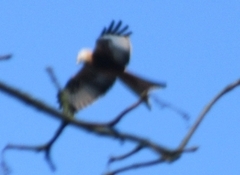 Milvus milvus milvus