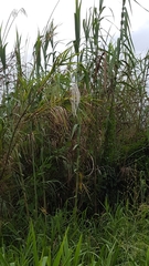 Phragmites mauritianus