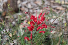 Grevillea wilsonii