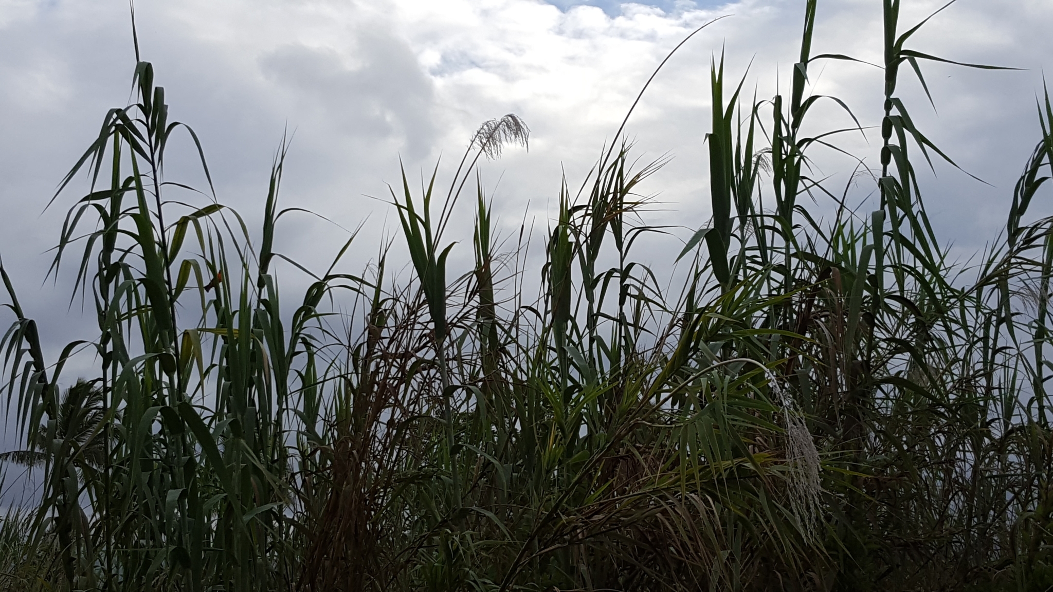 (c) François Rousseu, certains droits réservés (CC BY-NC) https://www.inaturalist.org/observations/145106134