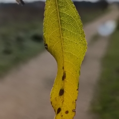 Prunus amygdalus