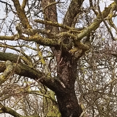 Prunus amygdalus