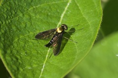 Chrysopilus thoracicus