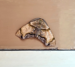 Achrosis