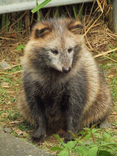 Raccoon Dogs