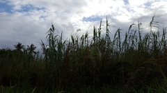 Phragmites mauritianus