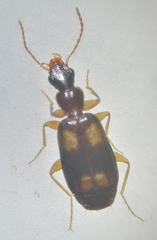 Calodromius spilotus