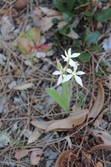 Caladenia marginata