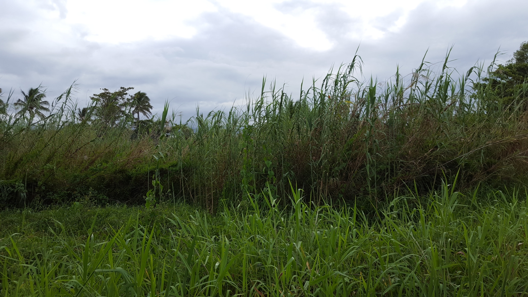 (c) François Rousseu, certains droits réservés (CC BY-NC) https://www.inaturalist.org/observations/145106134