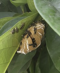 Charterginus nevermanni