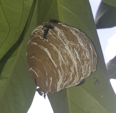 Charterginus nevermanni