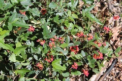 Kennedia coccinea