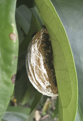 Charterginus nevermanni