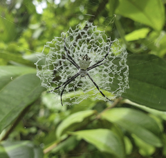 Argiope submaronica
