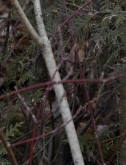 Cornus alternifolia