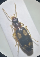 Dromius quadrimaculatus