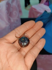 Cyclocodon lancifolius